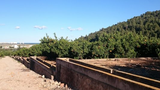 Naranjas en el arbol